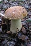 Steineichenraufuß, Foto 11