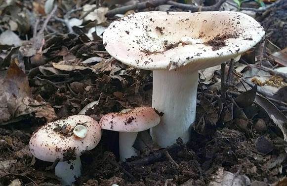 Steineichentäubling, Foto 2