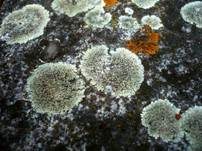 Steinflechte, Foto 14