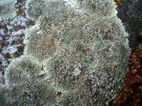 Steinflechte, Foto 18