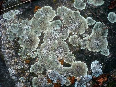 Steinflechte, Foto 5