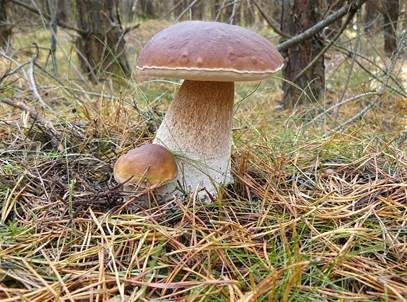 Steinpilz, Foto 2