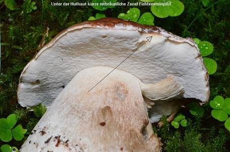 Steinpilz, Foto 3