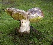 Steinpilz, Foto 12