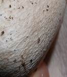 Steinpilz, Foto 13