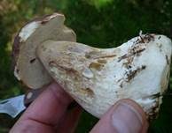 Steinpilz, Foto 14