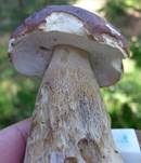 Steinpilz, Foto 15