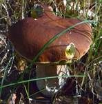 Steinpilz, Foto 16