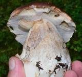 Steinpilz, Foto 20