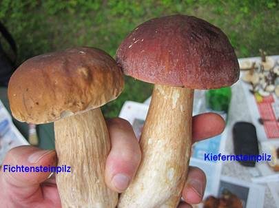 Steinpilz, Foto 4