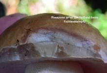 Steinpilz, Foto 23