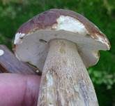 Steinpilz, Foto 26