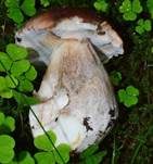 Steinpilz, Foto 28