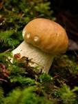 Steinpilz, Foto 29