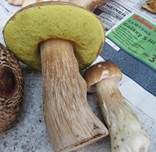 Steinpilz, Foto 30
