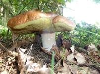 Steinpilz, Foto 31