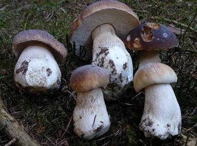 Steinpilz, Foto 5