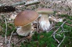 Steinpilz, Foto 34