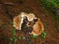 Steinpilz, Foto 35