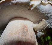 Steinpilz, Foto 37