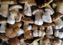 Steinpilz, Foto 38