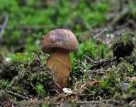 Steinpilz, Foto 39