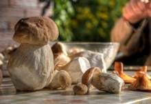 Steinpilz, Foto 40