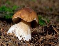 Steinpilz, Foto 41