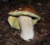 Steinpilz, Foto 6