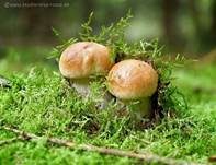 Steinpilz, Foto 43