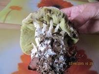 Steinpilz, Foto 46