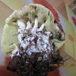 Steinpilz, Foto 49