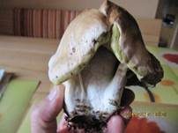 Steinpilz, Foto 50