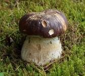 Steinpilz, Foto 7