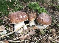 Steinpilz, Foto 52