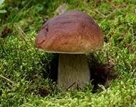Steinpilz, Foto 53
