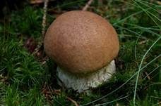 Steinpilz, Foto 56