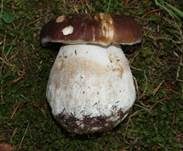 Steinpilz, Foto 58