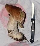 Steinpilz, Foto 59