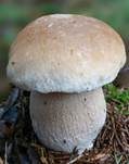 Steinpilz, Foto 61