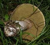 Steinpilz, Foto 63