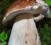 Steinpilz, Foto 65