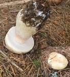 Steinpilz, Foto 68
