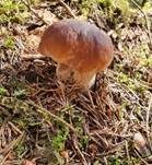 Steinpilz, Foto 69