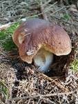 Steinpilz, Foto 70