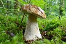 Steinpilz, Foto 72