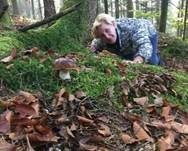 Steinpilz, Foto 10