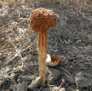 Stelzenstäubling, Foto 2