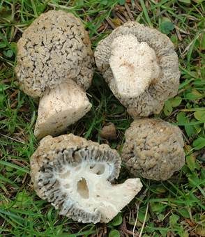Steppenmorchel, Foto 2