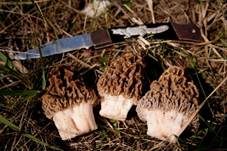 Steppenmorchel, Foto 10